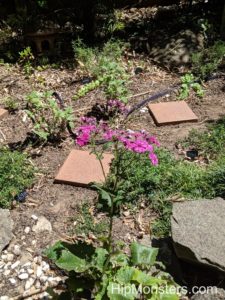 A herb garden