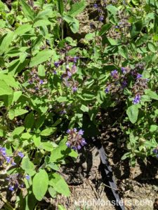 Sage in bloom