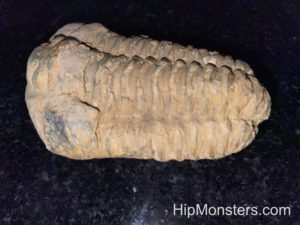 Trilobite fossil