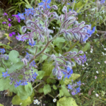 Herb garden borage