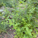 Herb garden oregano