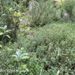 Herb garden., rosemary