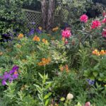 Wild flowers in San Francisco