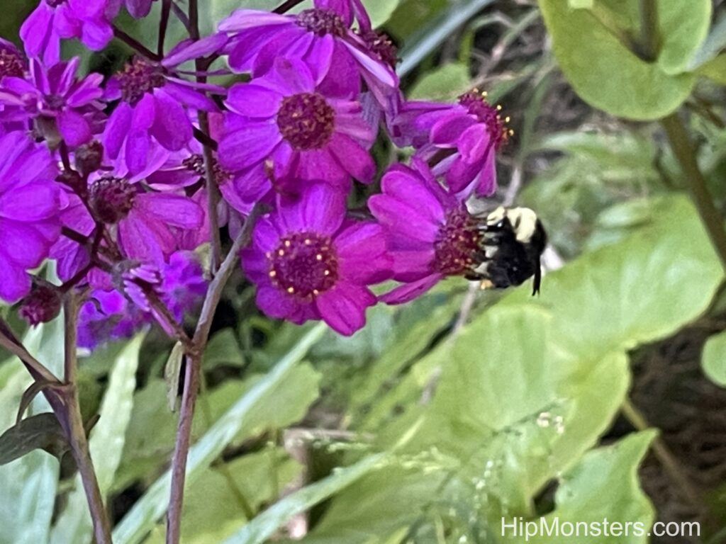 A bee on a flower