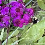 A bee on a flower