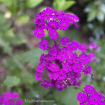 Hummingbirds and Bees