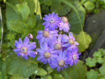 Spring Flowers 2026
